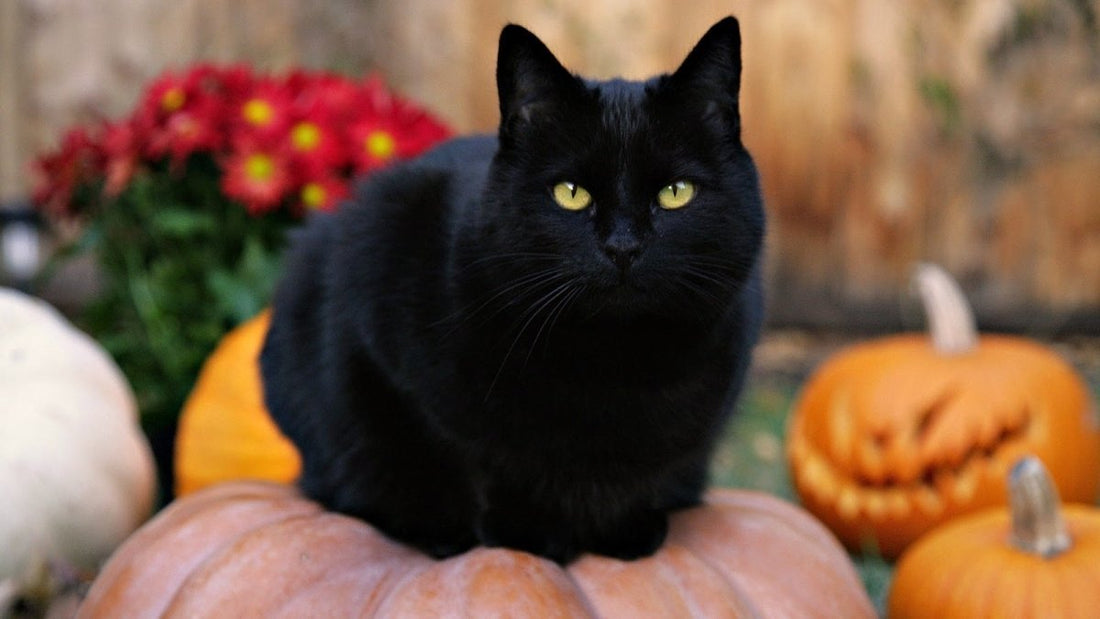 Black Cats - Spells and Psychics