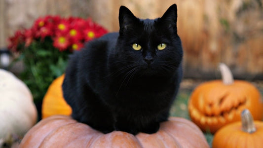 Black Cats - Spells and Psychics